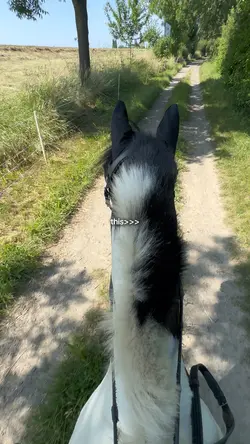 galloping 😻😻
