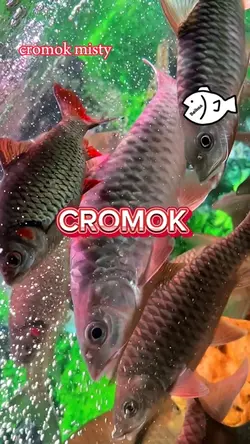 Cromok misty