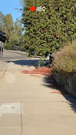 Cute, funny dogs