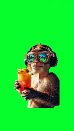monkey in vacation