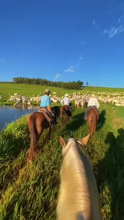Vida no campo 
