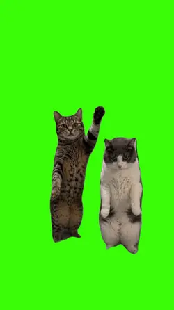Cat/Gato.
