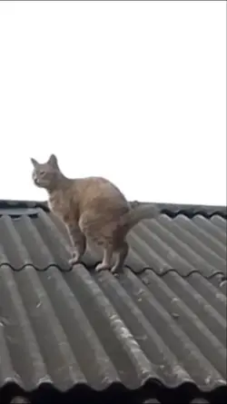 Taek Kucing