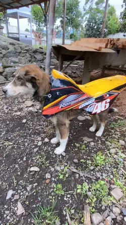 NAIK ANJING AJA