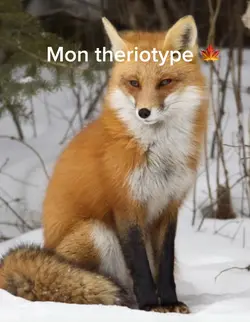 Mon theriotype 🍁