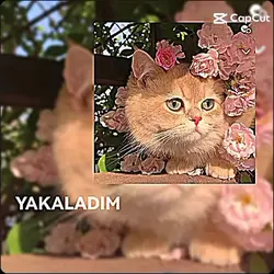yakaladım bir sahild