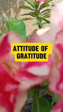 attitude  gratitude