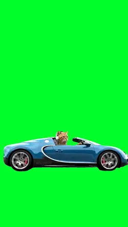 Cat driving bugatti