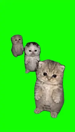 Cats 