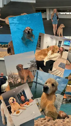 My pet template