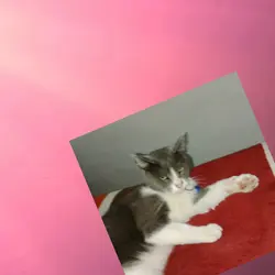 XD