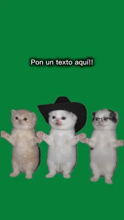 gatos bailando