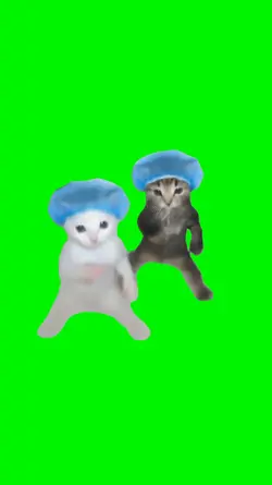 cat dance