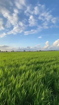 1 foto 