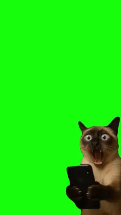 cat viral