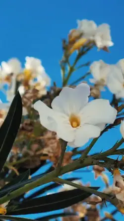 Nature aesthetic
