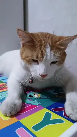 Trend lucu tiktok