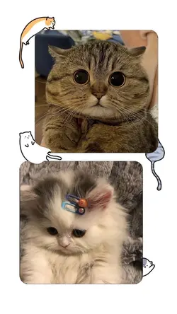 KUCING