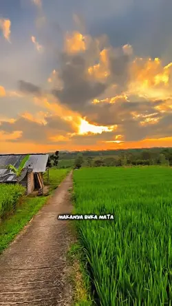 bungkul melengkung