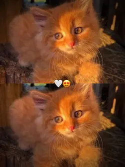COLAGEM GATO 