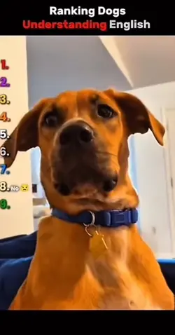 Funny dog