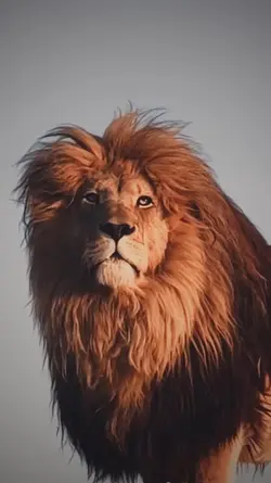 King Lion
