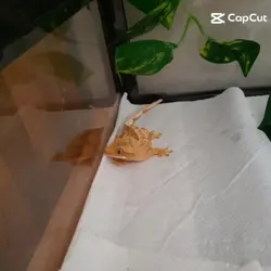 이렛는데요레됏습당
