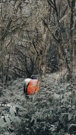 Suara dalam hutan 