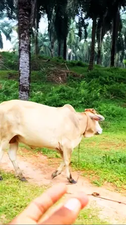 Sapi ikut Trend 