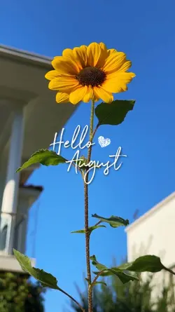 HELLO AUGUST