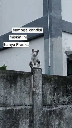 status harian