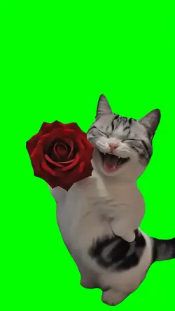 SILLY CAT MEME