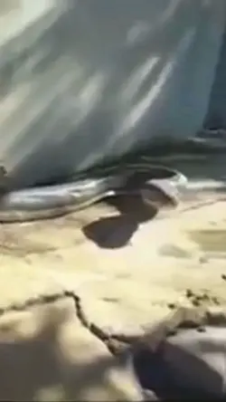 Snake transition