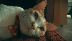 THE EYES