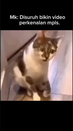 Mentahan video meme 