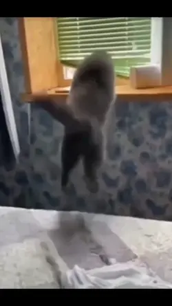 cat moments