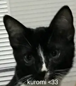 my cat kuromii