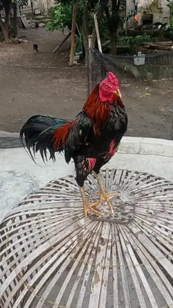 story ayam