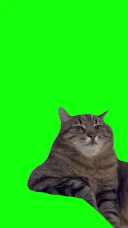 depressed cat
