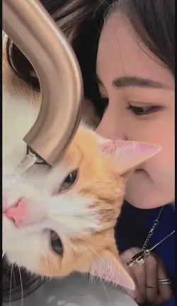 Kehilangan kucing
