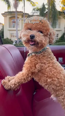 Cockapoo 🐶