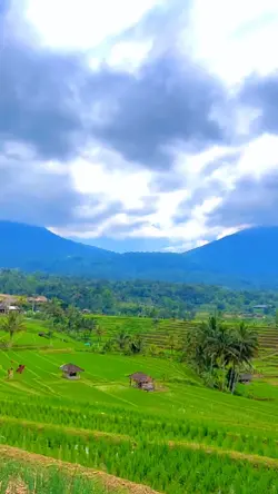 Pemandangan Sawah