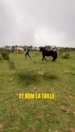 ptn de taille