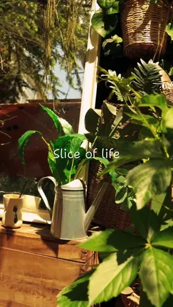 Slice of life