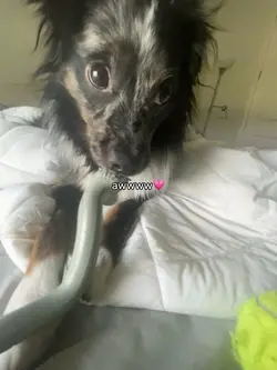 i love my doggie