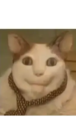 Bouh tu a peur chat