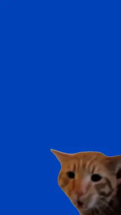 NO! Cat meme