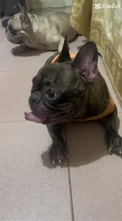 Beautiful Frenchie 