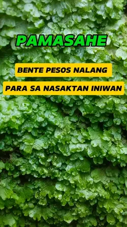 pamasahe 