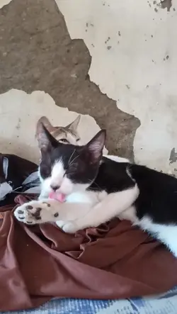 kucing 